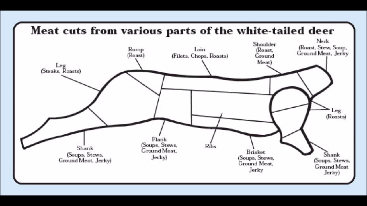 whitetail deer butchering meat cuts diagram