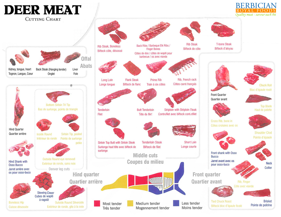 Venison Meat Cuts Chart - Cut Of Meat Set Poster Butcher Diagram Scheme Ven...