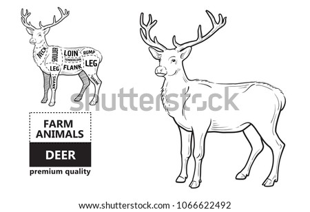 whitetail deer butchering meat cuts diagram