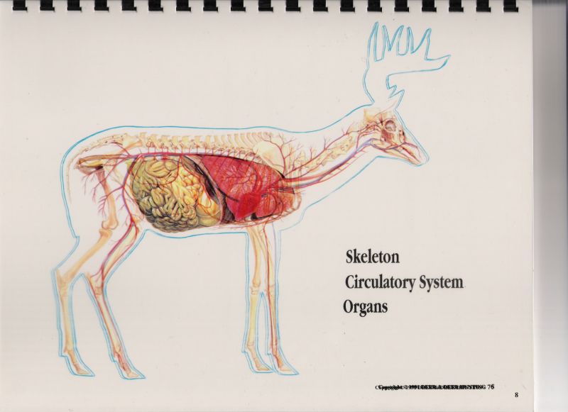 whitetail deer vitals diagram