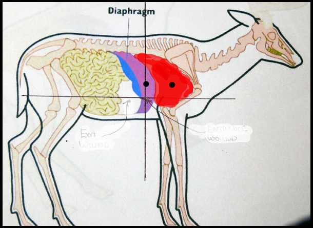 whitetail deer vitals diagram