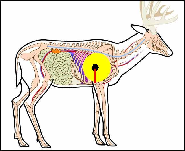 whitetail deer vitals diagram