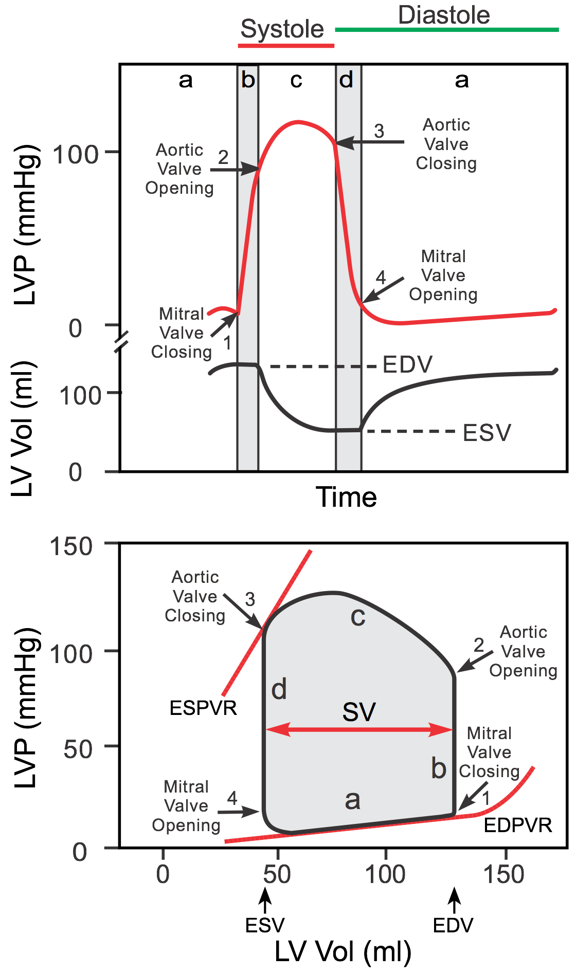 wigger diagram