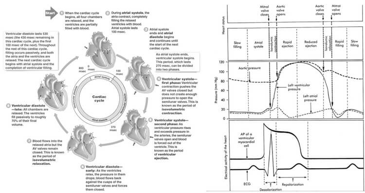 wiggers diagram cardiac cycle