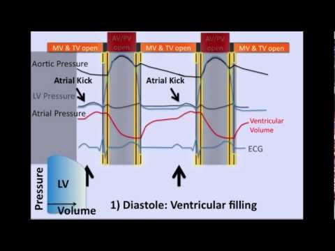 wiggers diagram cardiac cycle