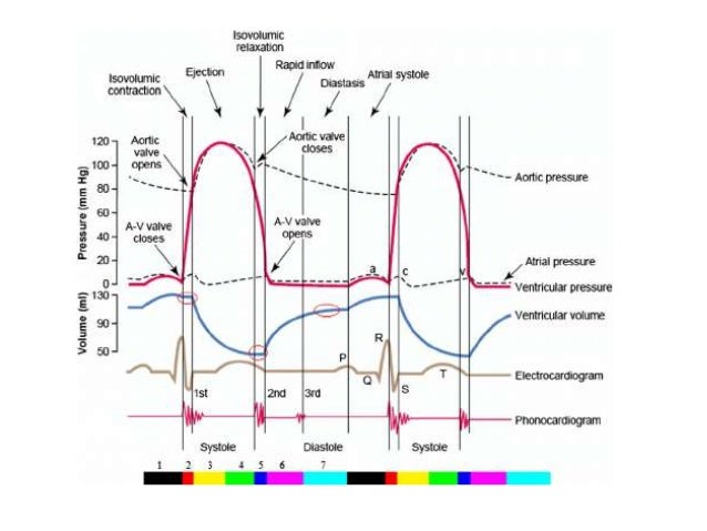 Wiggers Diagram Made Easy - Wiring Diagram Pictures