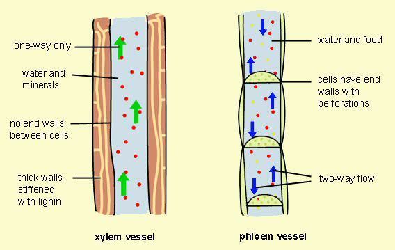 xylem and phloem diagrams