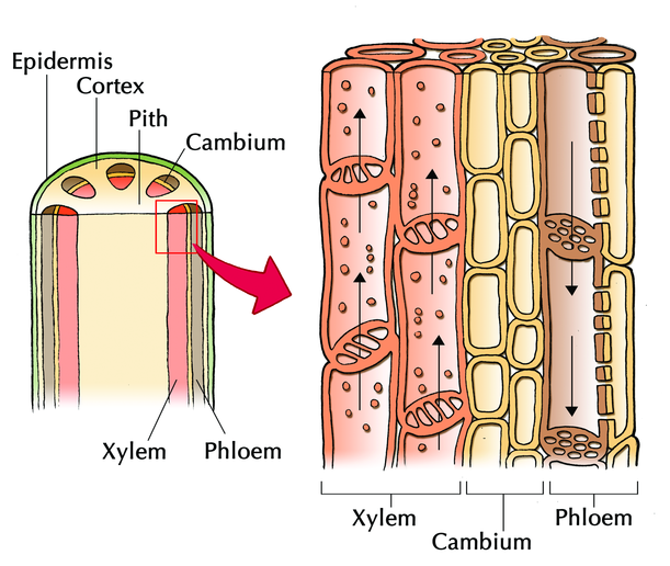 xylem and phloem diagrams