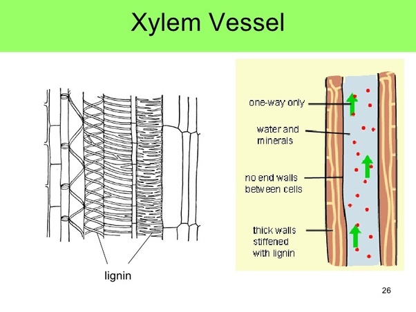 xylem diagrams