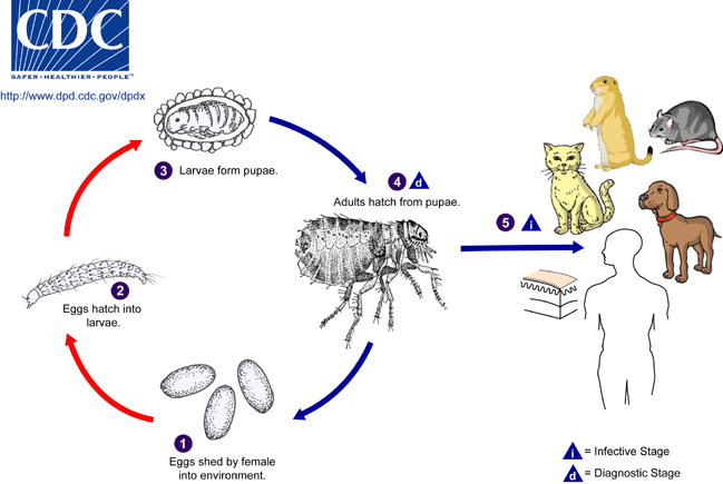 yersinia pestis diagram