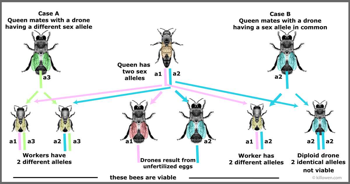 Life Cycle of a Drone Bee