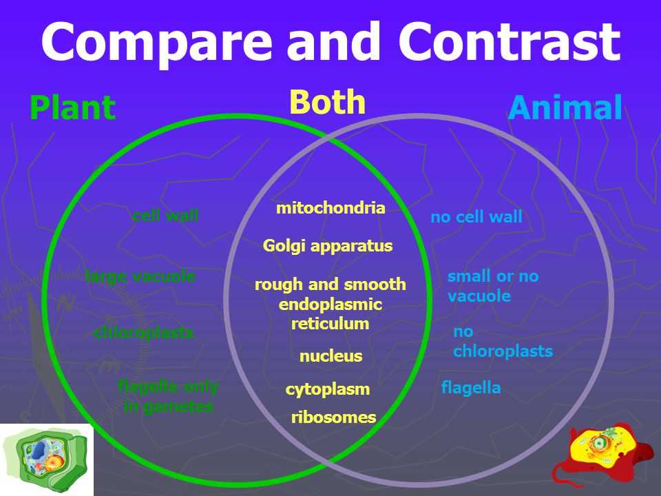 a-comparison-of-plant-and-animal-characteristics-uncovering-surprising-similarities