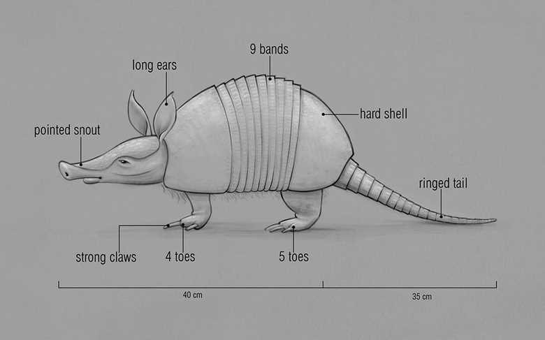 Key Features of an Armadillo Diagram