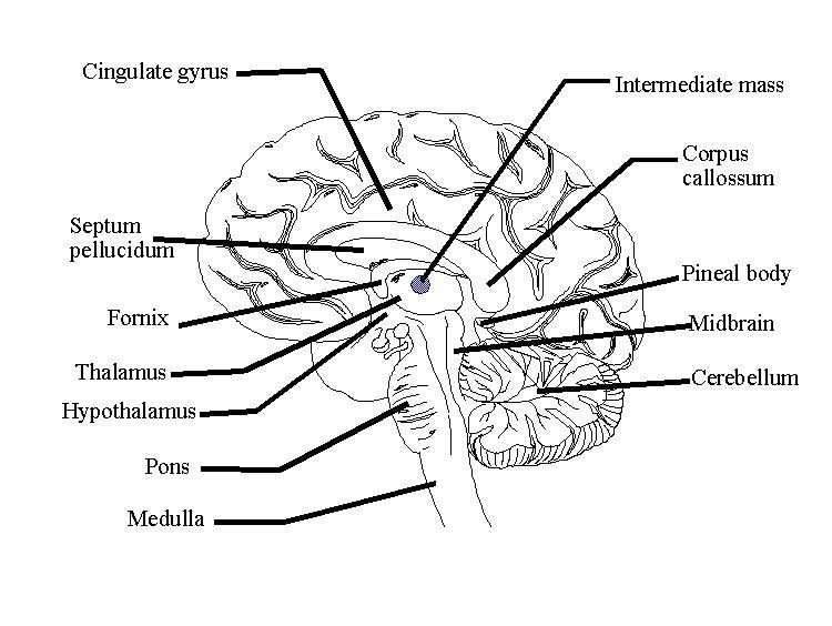 Blank Diagram of the Brain: A Comprehensive Guide