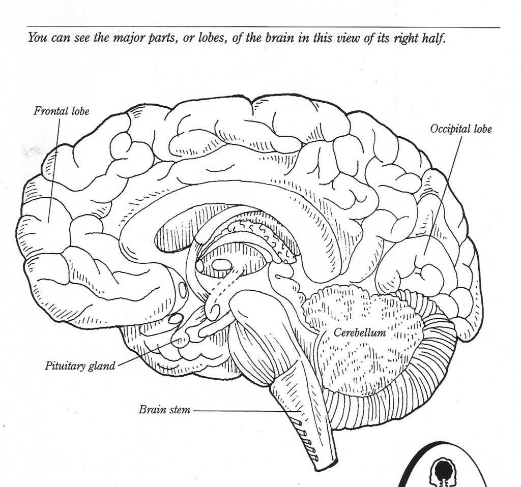 Importance of a Blank Diagram for Studying the Brain