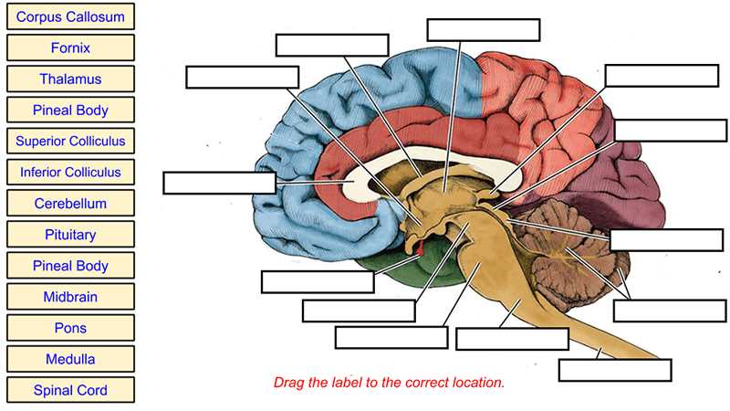 Amygdala