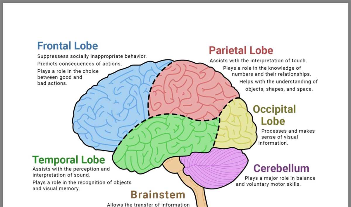 Brain diagram to label