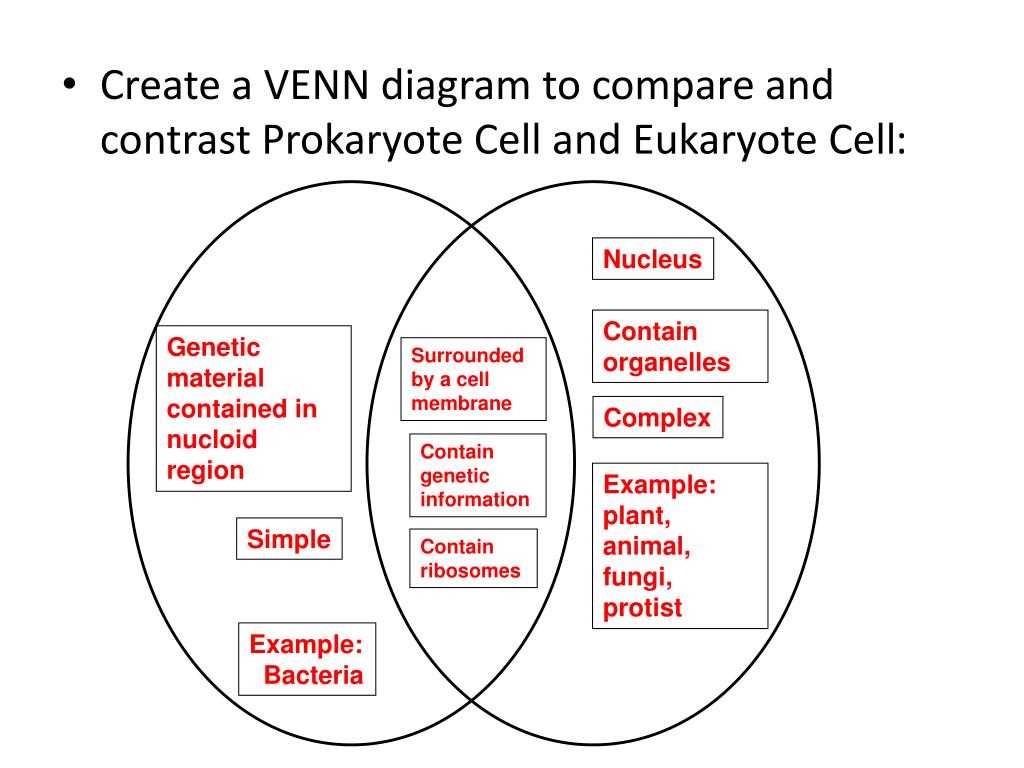 Golgi Apparatus