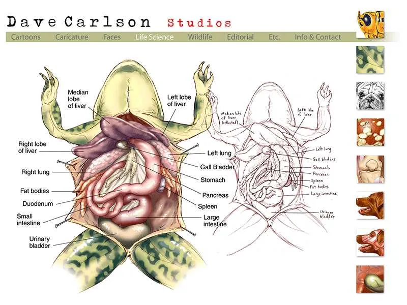 diagram of dissected frog