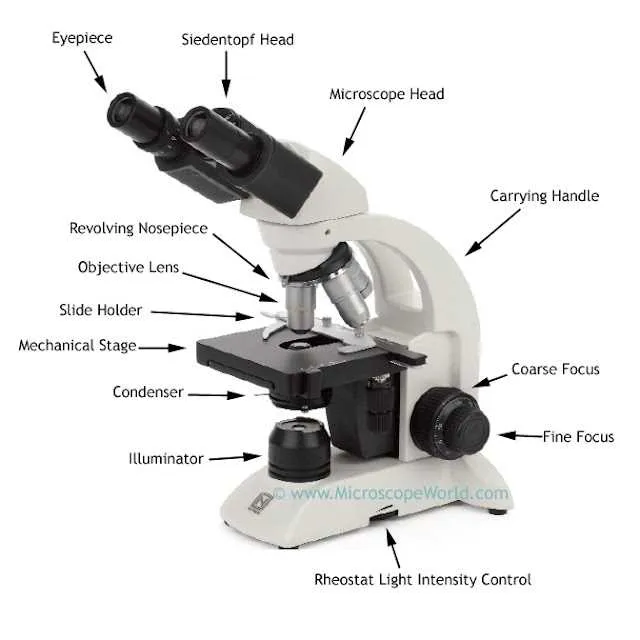 diagram of the parts of a microscope
