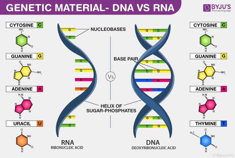 Replication: How DNA Copies Itself