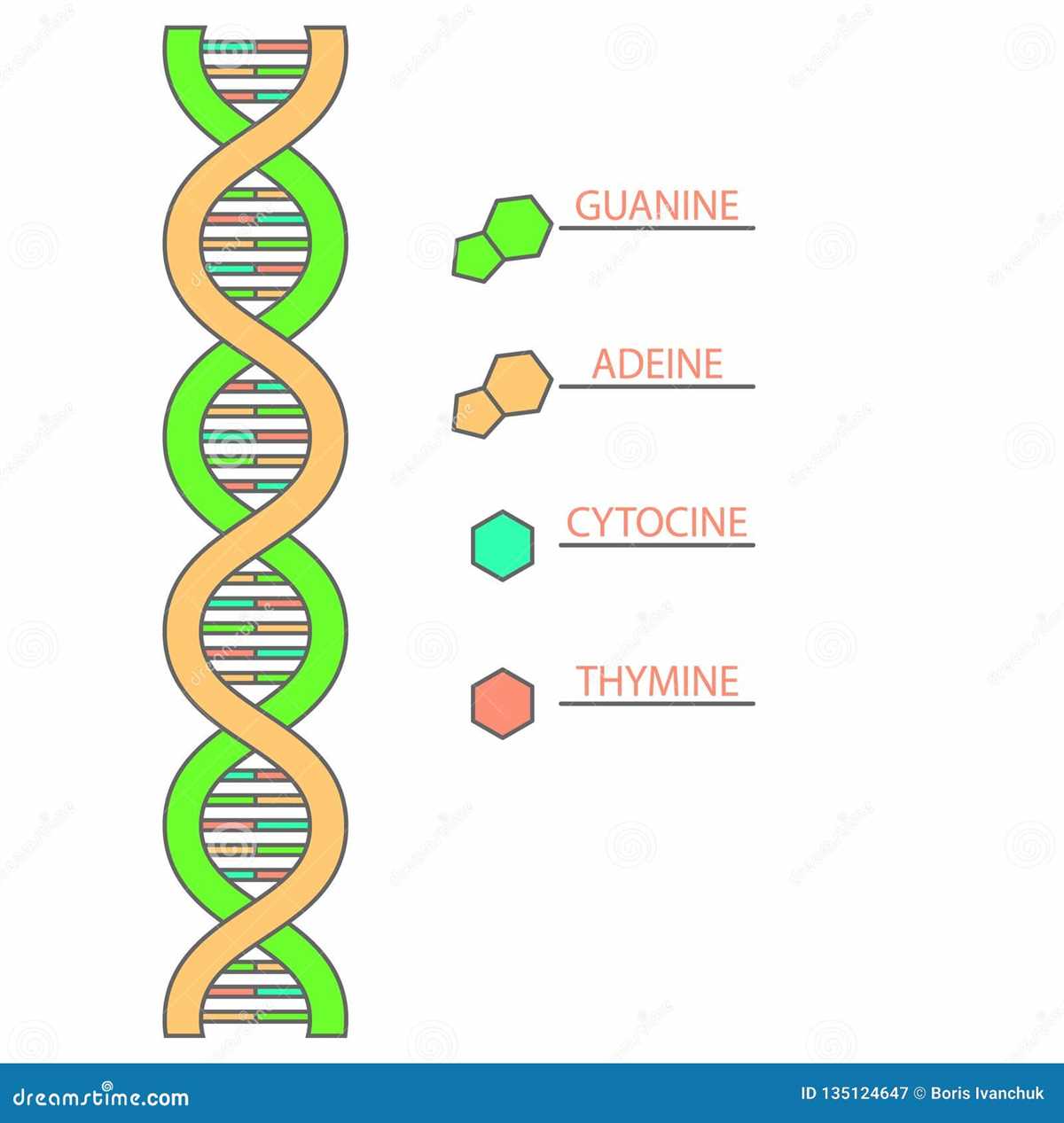 DNA Simple Diagram: Understanding the Basics