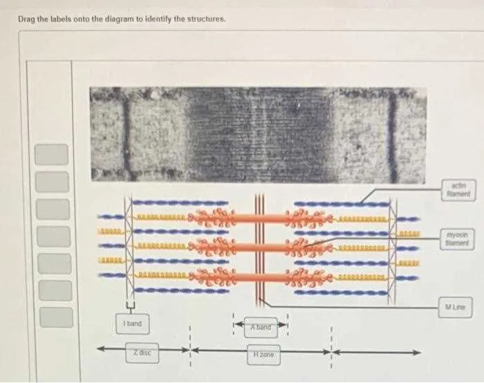drag the labels onto the diagram to identify the structures.