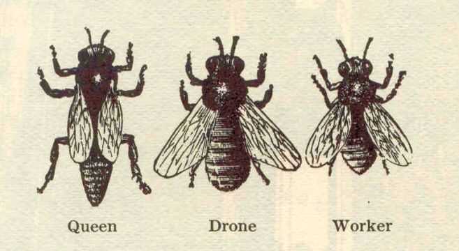 Functions of a Drone Bee