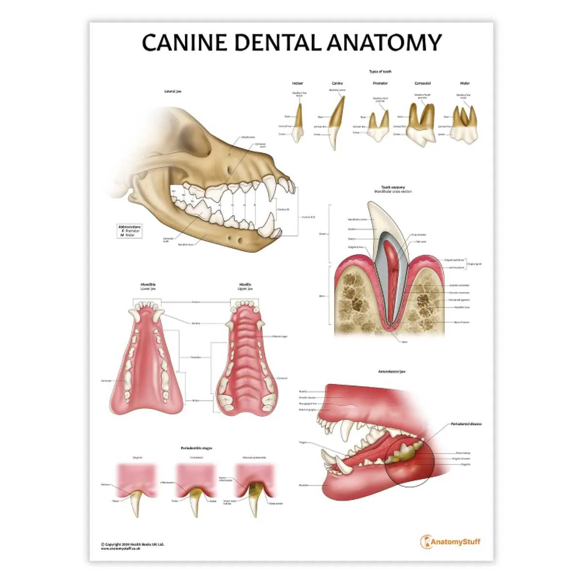 french bulldog teeth diagram