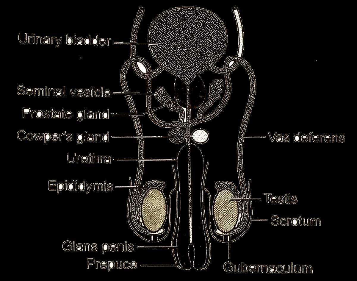 labelled diagram of the male reproductive system