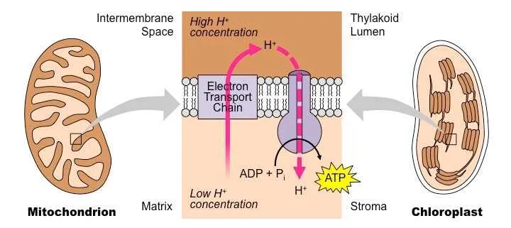 photosynthesis and respiration venn diagram