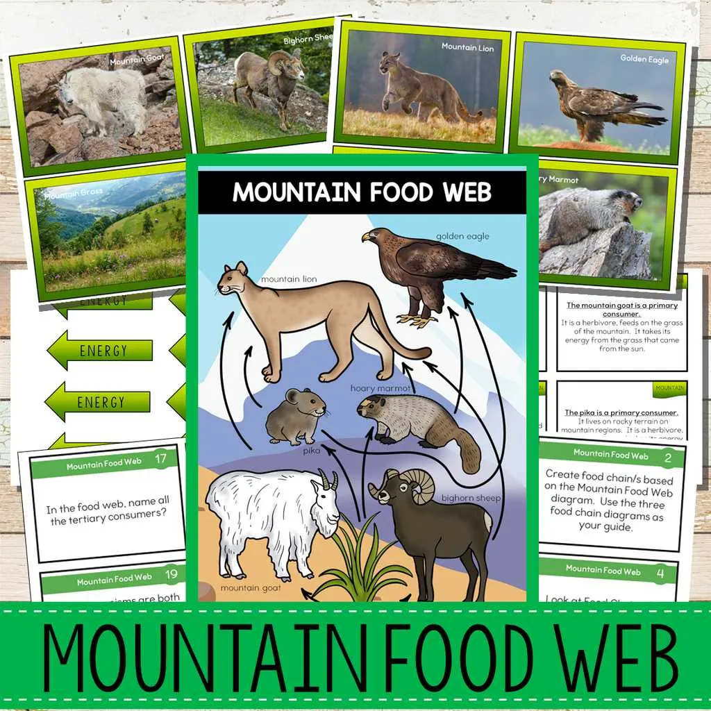 rainforest food web diagram