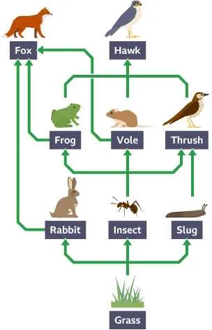 rainforest food web diagram