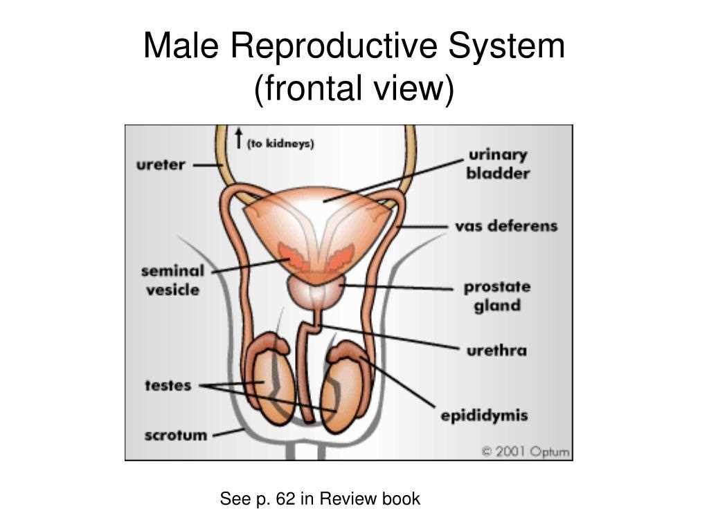Testes: The Primary Male Reproductive Organs