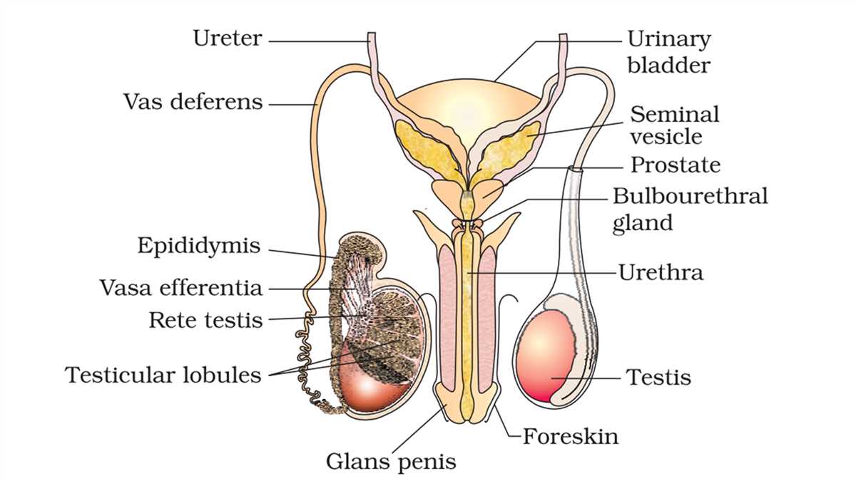 Epididymis: The Site of Sperm Maturation