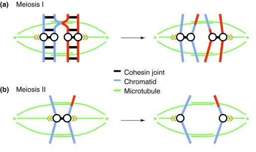 which diagram represents anaphase i of meiosis