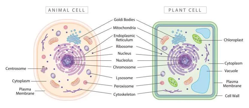 unlabelled diagram of animal cell