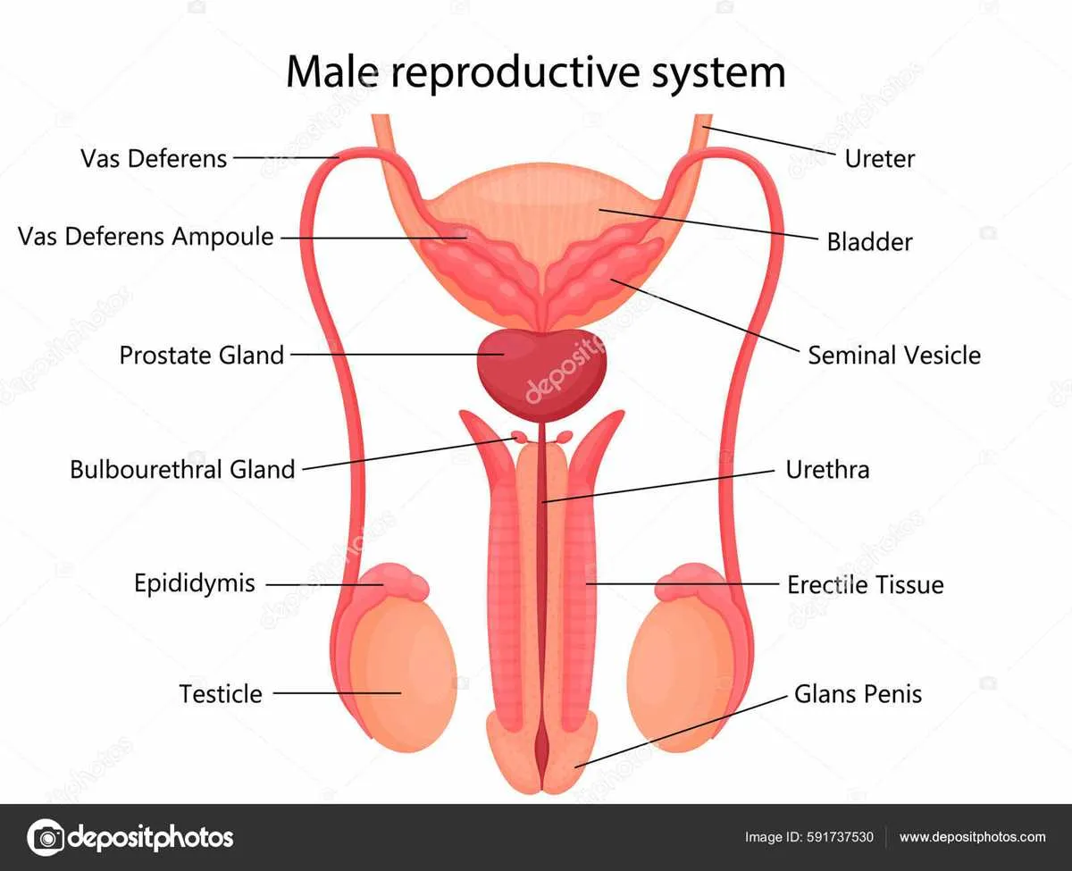 labelled male reproductive system diagram