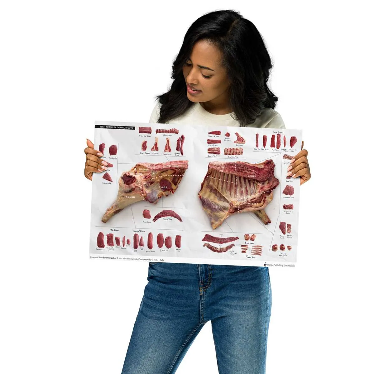 cuts of beef diagram poster