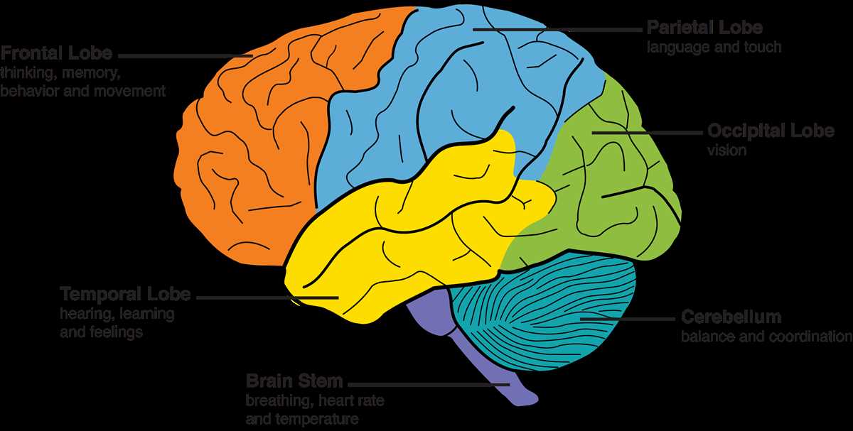 Brainstem