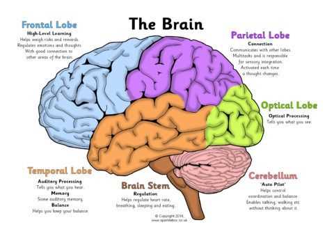 Cerebrum