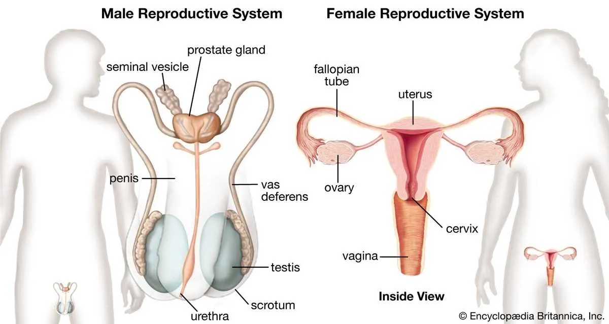 labelled male reproductive system diagram
