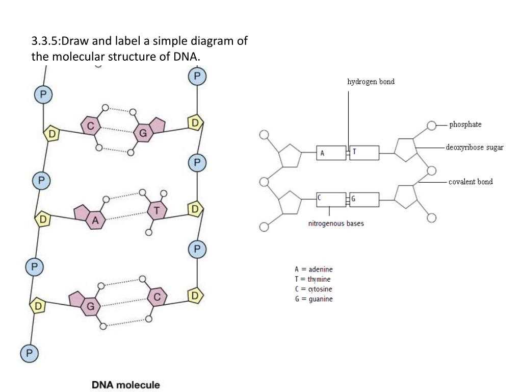 The Structure of DNA: A Visual Overview