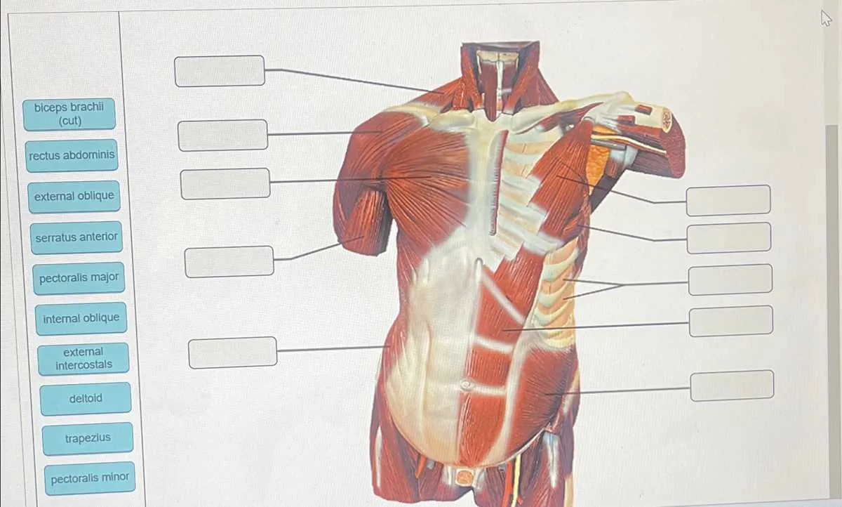 drag the labels onto the diagram to identify the structures.