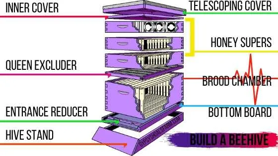 diagram of a beehive