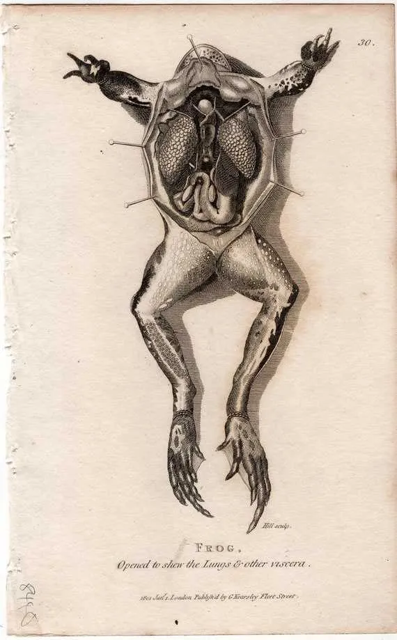 diagram of dissected frog