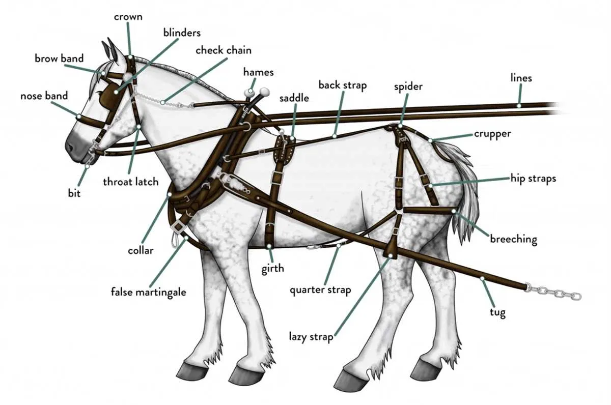 diagram of parts of a horse
