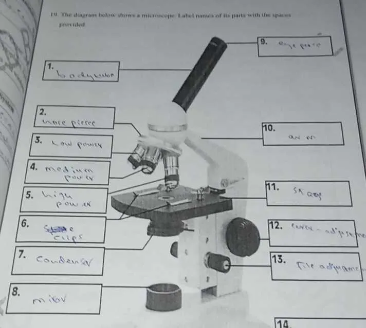 diagram of the parts of a microscope