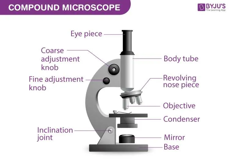diagram of the parts of a microscope