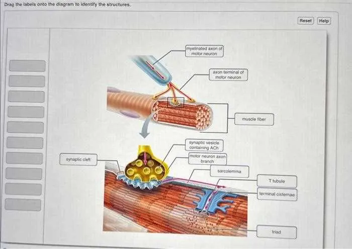 drag the labels onto the diagram to identify the structures.